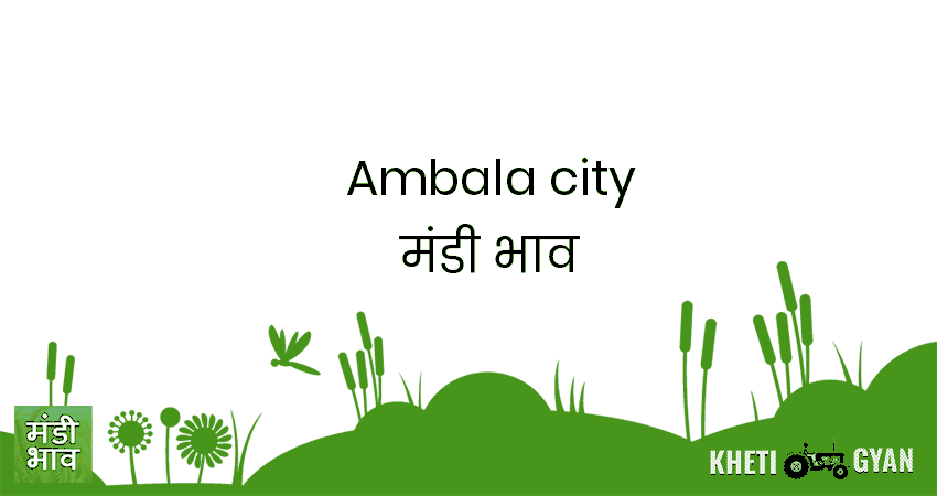 Ambala City मंडी भाव की ताज़ा तस्वीर